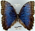  (Morpho helenor peleides - YB-BCI21839)  @15 [ ] No Rights Reserved  Unspecified Unspecified