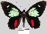  (Parides childrenae childrenae - YB-BCI10951)  @15 [ ] No Rights Reserved  Unspecified Unspecified