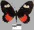  (Parides sp. 1YB - YB-BCI12808)  @14 [ ] No Rights Reserved  Unspecified Unspecified