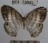  (Euptychia mollis - YB-BCI63989)  @14 [ ] No Rights Reserved  Unspecified Unspecified