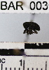  (Conotrachelus sp. 63HB - YB-BAR003)  @11 [ ] No Rights Reserved  Unspecified Unspecified