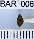  (Conotrachelus nr. unicifer sp. 96 - YB-BAR 006)  @11 [ ] No Rights Reserved  Unspecified Unspecified