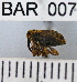  (Conotrachelus fulvescens - YB-BAR 007)  @11 [ ] No Rights Reserved  Unspecified Unspecified