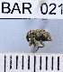  (Conotrachelus sp91HB - YB-BAR 021)  @11 [ ] No Rights Reserved  Unspecified Unspecified