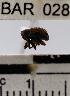  (Conotrachelus sp. 66HB - YB-BAR028)  @11 [ ] No Rights Reserved  Unspecified Unspecified