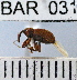  (Conotrachelus sp88HB - YB-BAR 031)  @11 [ ] No Rights Reserved  Unspecified Unspecified