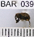  (Conotrachelus sp117HB - YB-BAR 039)  @11 [ ] No Rights Reserved  Unspecified Unspecified