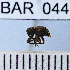  (Conotrachelus sp81HB - YB-BAR 044)  @11 [ ] No Rights Reserved  Unspecified Unspecified