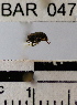  (Conotrachelus sp. 33HB - YB-BAR047)  @11 [ ] No Rights Reserved  Unspecified Unspecified