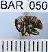  (Conotrachelus validus - YB-BAR 050)  @11 [ ] No Rights Reserved  Unspecified Unspecified