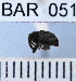  (Conotrachelus rufifrons - YB-BAR 051)  @11 [ ] No Rights Reserved  Unspecified Unspecified