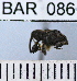  (Conotrachelus impressicolis - YB-BAR 086)  @11 [ ] No Rights Reserved  Unspecified Unspecified