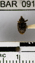  (Conotrachelus sp. 51HB - YB-BAR091)  @11 [ ] No Rights Reserved  Unspecified Unspecified