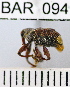  (Conotrachelus flexuosus - YB-BAR 094)  @11 [ ] No Rights Reserved  Unspecified Unspecified