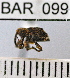  (Conotrachelus extrusus - YB-BAR 099)  @11 [ ] No Rights Reserved  Unspecified Unspecified