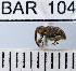  (Conotrachelus sp90HB - YB-BAR 104)  @11 [ ] No Rights Reserved  Unspecified Unspecified