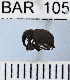  (Conotrachelus sp87HB - YB-BAR 105)  @11 [ ] No Rights Reserved  Unspecified Unspecified