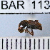  (Conotrachelus brevirostris - YB-BAR 113)  @11 [ ] No Rights Reserved  Unspecified Unspecified