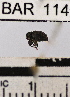  (Conotrachelus sp. 17HB - YB-BAR114)  @11 [ ] No Rights Reserved  Unspecified Unspecified