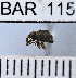  (Conotrachelus sextuberculatus - YB-BAR 115)  @11 [ ] No Rights Reserved  Unspecified Unspecified