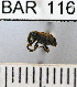  (Conotrachelus cavicrus - YB-BAR 116)  @11 [ ] No Rights Reserved  Unspecified Unspecified