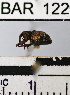  (Conotrachelus cristatus - YB-BAR122)  @11 [ ] No Rights Reserved  Unspecified Unspecified