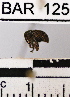  (Conotrachelus sp. 31HB - YB-BAR125)  @11 [ ] No Rights Reserved  Unspecified Unspecified