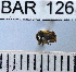  (Conotrachelus nr. canaliculatus sp. 90 - YB-BAR 126)  @11 [ ] No Rights Reserved  Unspecified Unspecified