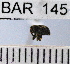  (Conotrachelus sp84HB - YB-BAR 145)  @11 [ ] No Rights Reserved  Unspecified Unspecified