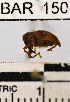  (Conotrachelus sp. 27HB - YB-BAR150)  @11 [ ] No Rights Reserved  Unspecified Unspecified