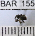  (Conotrachelus nevorivagus - YB-BAR 155)  @11 [ ] No Rights Reserved  Unspecified Unspecified