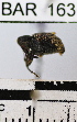  (Conotrachelus sp. 36HB - YB-BAR163)  @11 [ ] No Rights Reserved  Unspecified Unspecified