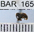  (Conotrachelus pluricostatus - YB-BAR 165)  @11 [ ] No Rights Reserved  Unspecified Unspecified