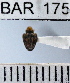  (Conotrachelus sp105HB - YB-BAR 175)  @11 [ ] No Rights Reserved  Unspecified Unspecified