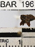  (Conotrachelus sp. 5HB - YB-BAR196)  @11 [ ] No Rights Reserved  Unspecified Unspecified