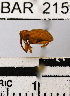  (Conotrachelus sp. 25HB - YB-BAR215)  @11 [ ] No Rights Reserved  Unspecified Unspecified