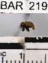  (Conotrachelus sp. 38HB - YB-BAR219)  @11 [ ] No Rights Reserved  Unspecified Unspecified