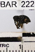  (Conotrachelus sp. 1HB - YB-BAR222)  @11 [ ] No Rights Reserved  Unspecified Unspecified