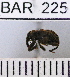  (Conotrachelus sp118HB - YB-BAR 225)  @11 [ ] No Rights Reserved  Unspecified Unspecified