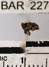  (Conotrachelus sp. 19HB - YB-BAR227)  @11 [ ] No Rights Reserved  Unspecified Unspecified