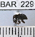  (Conotrachelus germanus - YB-BAR 229)  @11 [ ] No Rights Reserved  Unspecified Unspecified