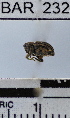  (Conotrachelus sp. 68HB - YB-BAR232)  @11 [ ] No Rights Reserved  Unspecified Unspecified