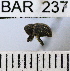  (Conotrachelus sp114HB - YB-BAR 237)  @11 [ ] No Rights Reserved  Unspecified Unspecified