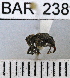  (Conotrachelus quadrituberculatus - YB-BAR 238)  @11 [ ] No Rights Reserved  Unspecified Unspecified