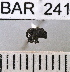  (Conotrachelus sp132HB - YB-BAR 241)  @11 [ ] No Rights Reserved  Unspecified Unspecified