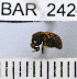  (Conotrachelus paleatus - YB-BAR 242)  @11 [ ] No Rights Reserved  Unspecified Unspecified