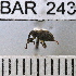  (Conotrachelus crenatus - YB-BAR 243)  @11 [ ] No Rights Reserved  Unspecified Unspecified