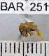  (Conotrachelus nr. albidus sp. 101 - YB-BAR 251)  @11 [ ] No Rights Reserved  Unspecified Unspecified