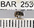  (Conotrachelus sp79HB - YB-BAR 253)  @11 [ ] No Rights Reserved  Unspecified Unspecified