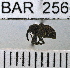  (Conotrachelus anticecostatus - YB-BAR 256)  @11 [ ] No Rights Reserved  Unspecified Unspecified